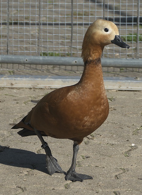 桥梁